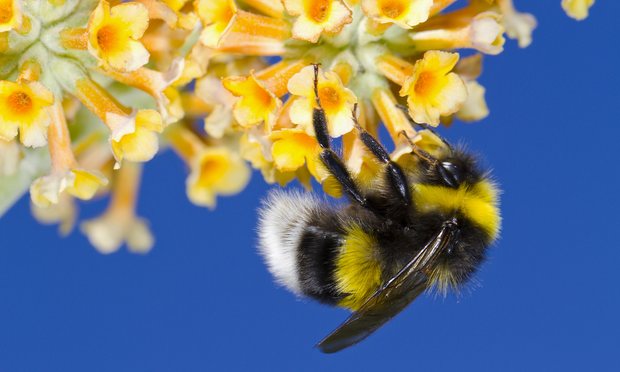 Dorset Wildlife Trust (@dorsetwildlife) on Twitter photo 2 of the world's top 3 insecticides harm bumblebees – study by <a href="/dundeeuni/">University of Dundee</a> buff.ly/1N5rIYc via <a href="/guardianeco/">Guardian Environment</a> 2 of the world's top 3 insecticides harm bumblebees – study by <a href="/dundeeuni/">University of Dundee</a> buff.ly/1N5rIYc via <a href="/guardianeco/">Guardian Environment</a>