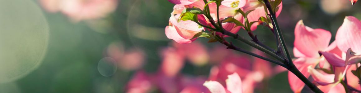 PDXTreeCare's tweet photo. Ready to prune the tree you planted for #ArborDay last year? A guide for young tree pruning https://t.co/3VQuweNvUH https://t.co/qbLdGZjtac