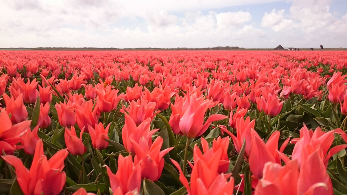 Tulp "Toronto" nu nog in volle bloei!