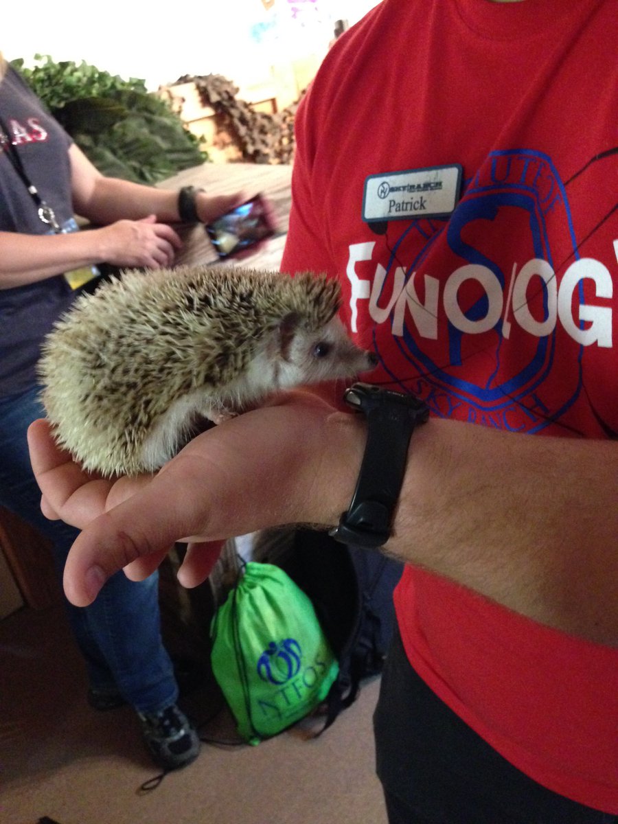 BethMann4's tweet photo. Cute hedgehog!! @g_skyranch https://t.co/s3DC4pxtBD