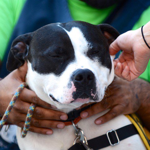 HumaneRescue's tweet photo. #AdoptForceOne will be at the @KIBluegrassFest tomorrow from 11-6! Stop by and say hello https://t.co/rtefsquMLD https://t.co/yhWBFIJmDU