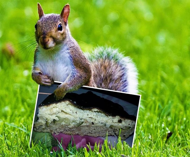 BioKatyna's tweet image. Tycker du om #ricotta ost? katynabio.blogspot.se/2016/04/italie… #zucchini #italienskmat #lagamat #kaka #gronsaker #vegetarien