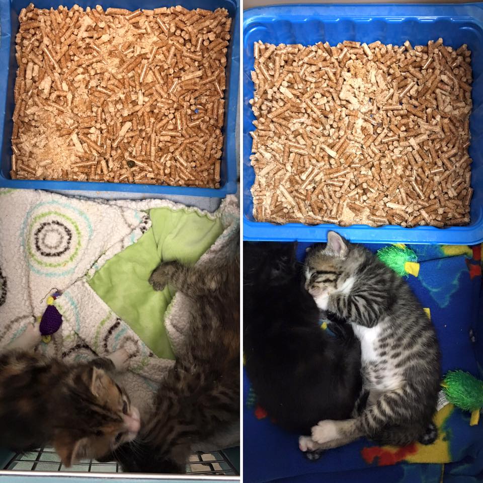sacramento-spca-on-twitter-learn-our-tips-on-how-to-litter-train-baby