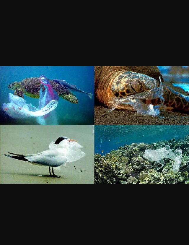 PlanetAnimalia's tweet photo. Your convenience is their extinction.  Put your waste in the trash can not in the water. https://t.co/v3ZCsL3dOE