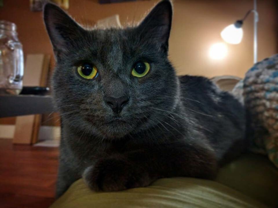 VMulvagh's tweet photo. Seth 😻 #nationalhairballday @CaddleCanada https://t.co/zpjeq7oVGB