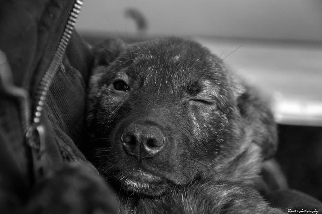 RoadsPhotos's tweet photo. Back 4 years ago...♡
#need #puppies #dogs #dogsoftwitter #blacknwhite #photography https://t.co/WY1JZZQLSB