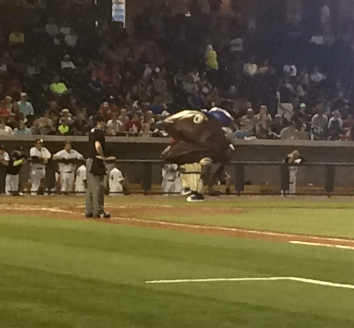 lineofmargarets's tweet photo. Clammy Sosa! My favorite! #Zooperstars @colafireflies https://t.co/gz6HM1kpWW