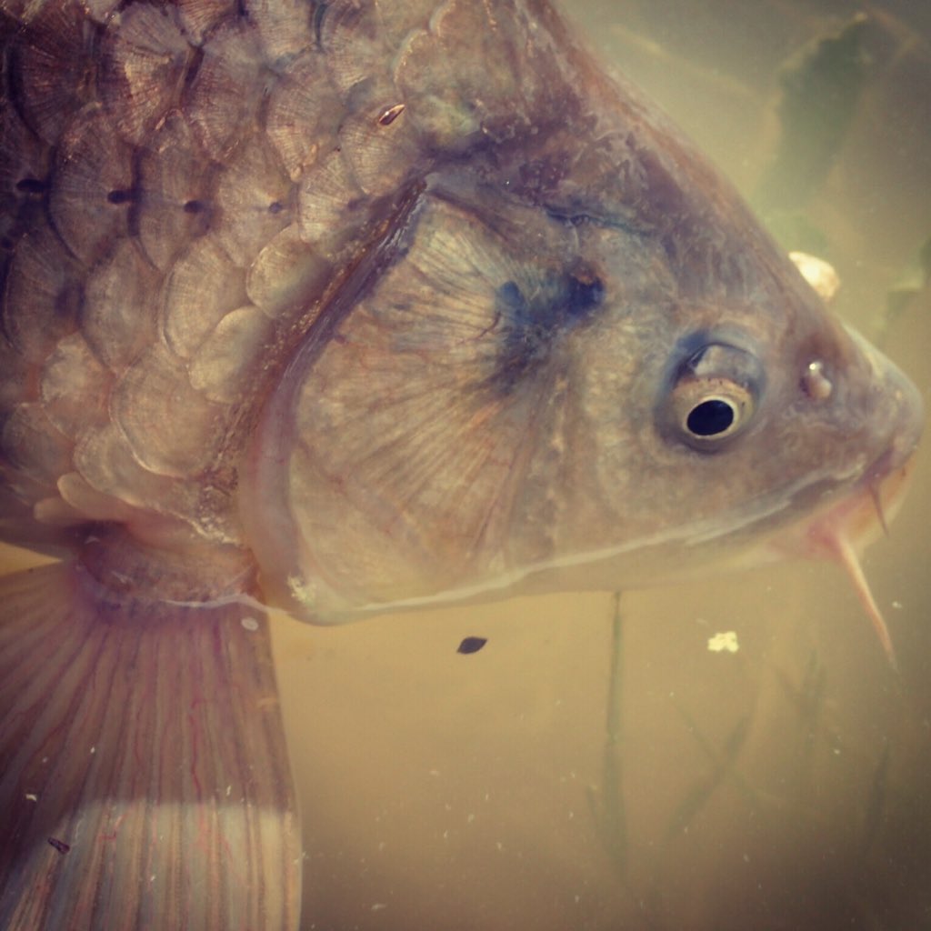 jolenestevie's tweet photo. #carp close up @Partridge_Hooks @anglingiq #flyfishing #fishing #carponfly https://t.co/JOCUSukarx