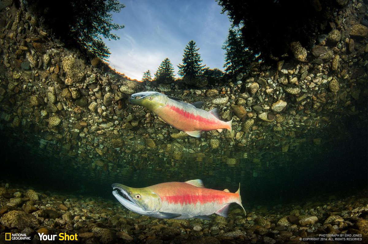 National Geographic tweet media