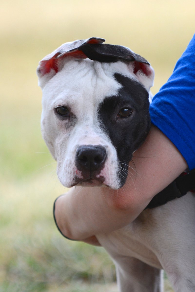 HumaneRescue's tweet photo. #AdoptForceOne will be at @Petco Cleveland Park tomorrow from 12 - 3 pm. They can't wait! https://t.co/rtefsqdbn3 https://t.co/EXIoUAqS8l