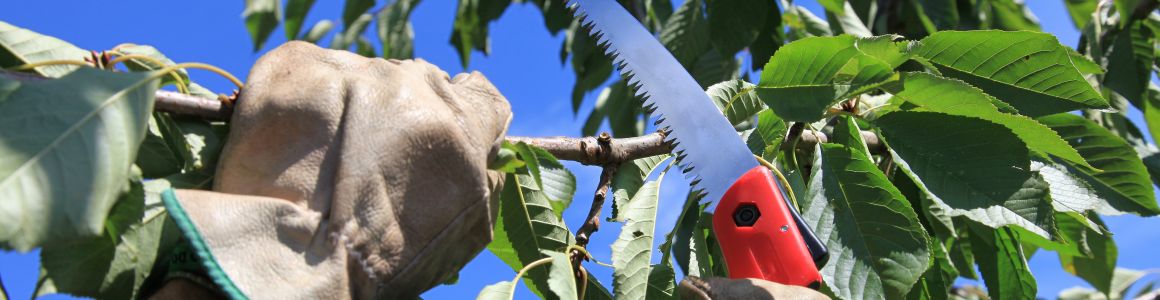 PDXTreeCare's tweet photo. Celebrate #ArborDay all year long > Tree Care Basics for Every Season: https://t.co/peNgurh9np https://t.co/Dj8jkQxjBe