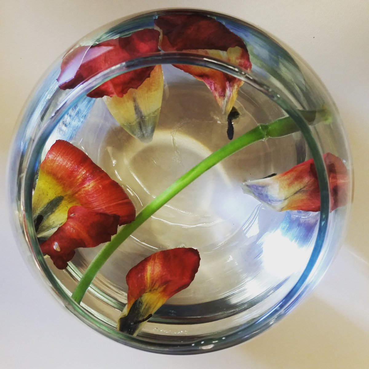 IvankaPatel's tweet photo. Sometimes you just let go. Life is more #beautiful on the other side. #Flowers #FridayFeeling https://t.co/JSiOlSeG9F