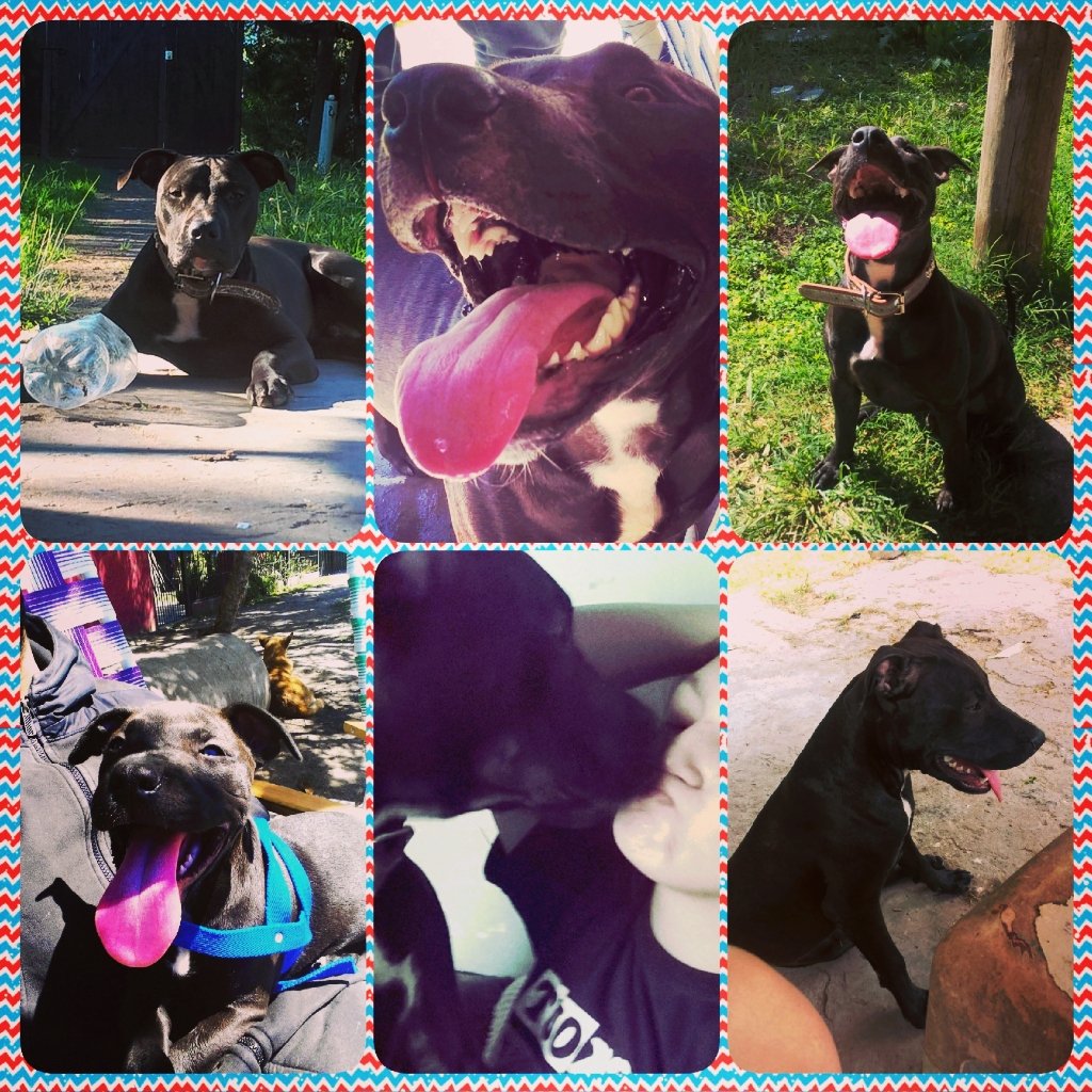 Agusstina27's tweet photo. Lo más hermoso del mundo ! #Milo #Pitbull #FelizDia #TeAmo https://t.co/aOpA8LXpDc