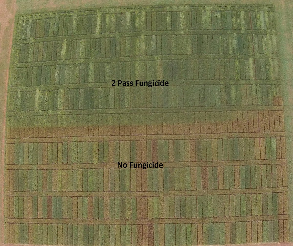 Here is another look at the impact of fungicide on #wheat <a href="/AgronomyDavid/">David Marburger</a>  @osu_weedfarmer <a href="/OSU_smallgrains/">OSU Small Grains</a>