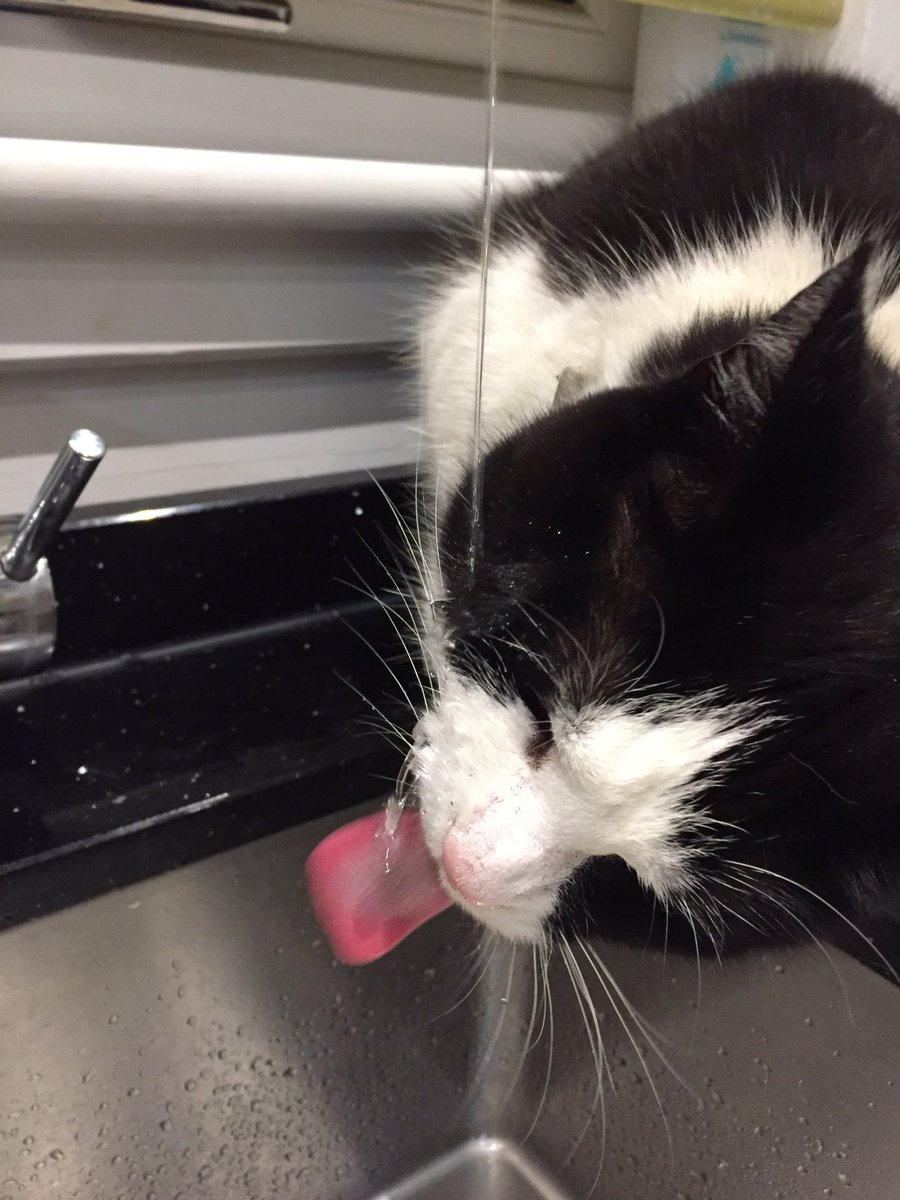 AlfordCat's tweet photo. I appear to have forgotten how to drink out of the tap without getting soaked... https://t.co/26Q4ynmvcR