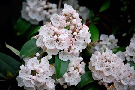 奇麗なお花画像365日 Todays Hanakoto Twitter