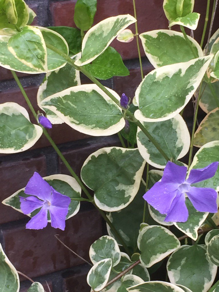 ビンカマジョール