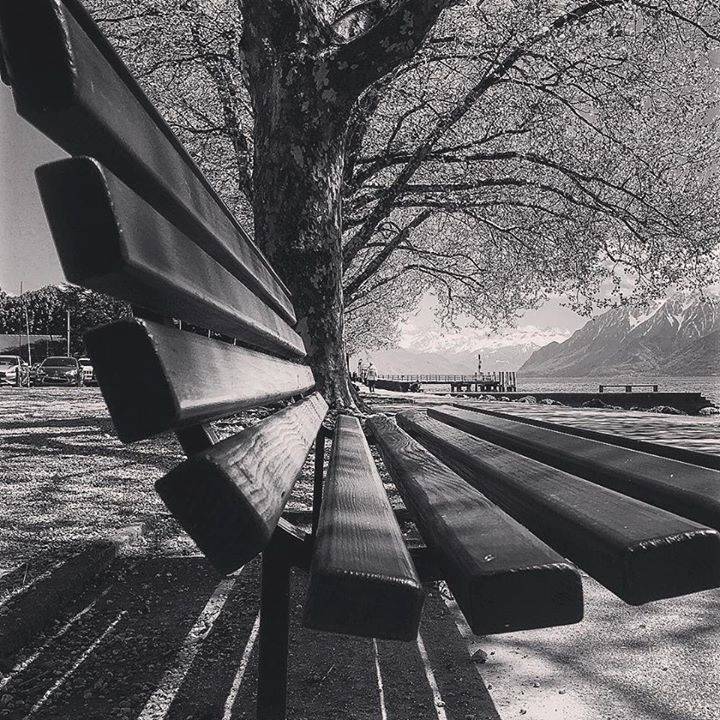 Jadore_Geneve's tweet photo. https://t.co/QJJX1UzdR5 Zoom. @rivagelutry #lutryrivage #banc #tree #tree_captures #tree_… https://t.co/5LFCtmjCw5 https://t.co/VQIU2ikClA