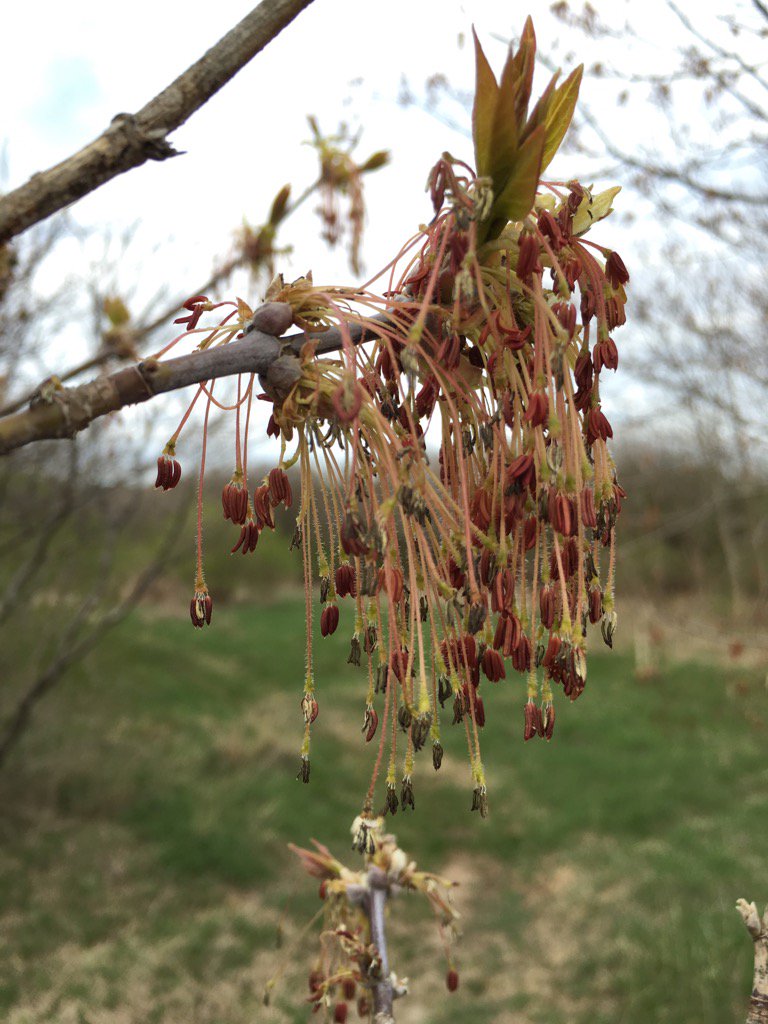 evoecolab's tweet photo. #windpollination That is all I wish to say @FriedmanJannice https://t.co/pdtkPv1aUB