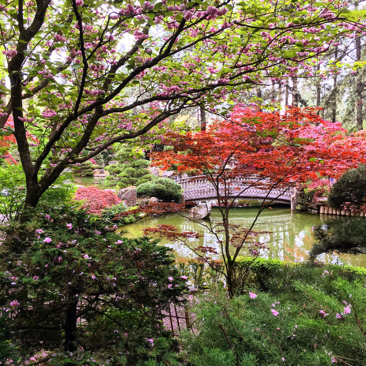Breshua's tweet photo. #day2 of #Spokane #dailyvlog AMAZING Japanese garden - see yesterday's vlog (https://t.co/ImYUVt538y) and subscribe https://t.co/OLt6hq6TL4