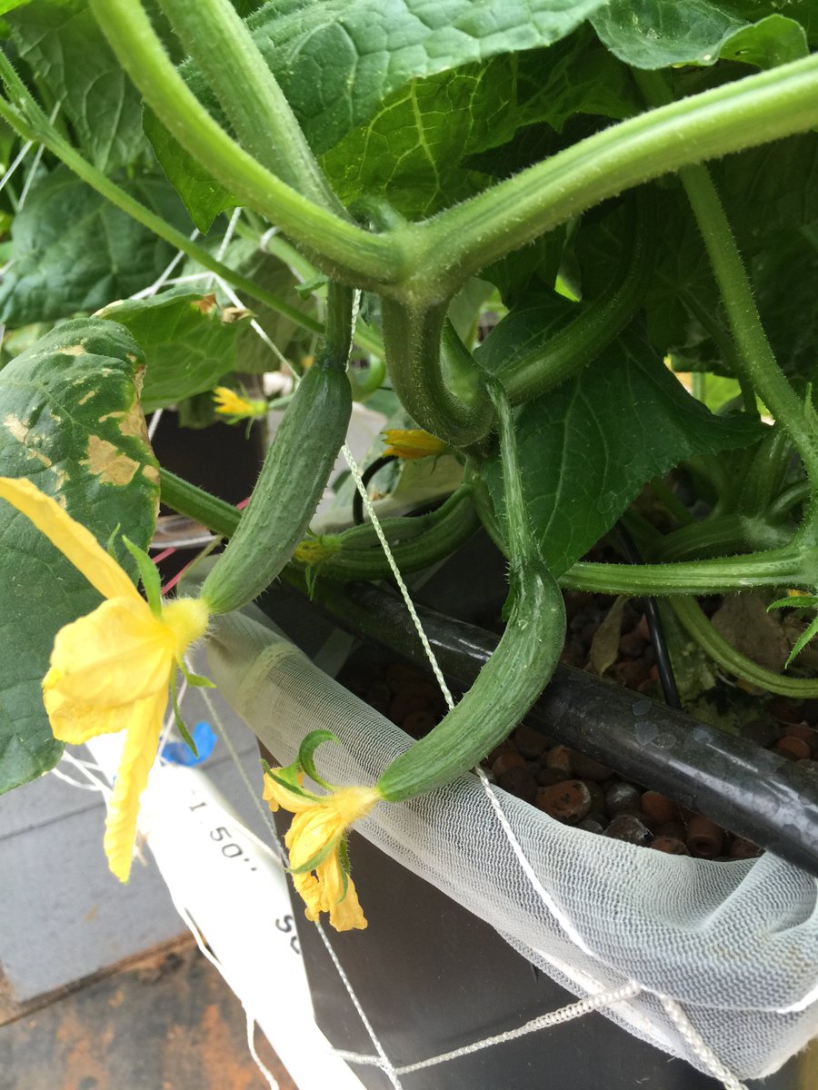 CLHydroponics's tweet photo. Cucumbers are growing rapid! https://t.co/R0SzmUjdP4