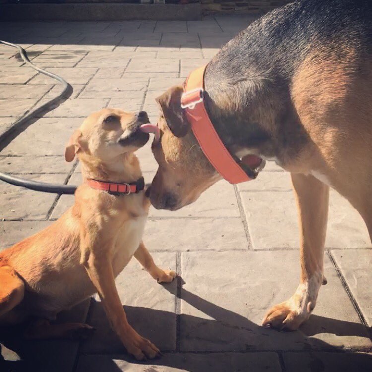 3muttsbeefcake's tweet photo. Friday's are for flirting. #beefcakesbucketlist #threemuttsandabeefcake #tgif https://t.co/gl9OESc900