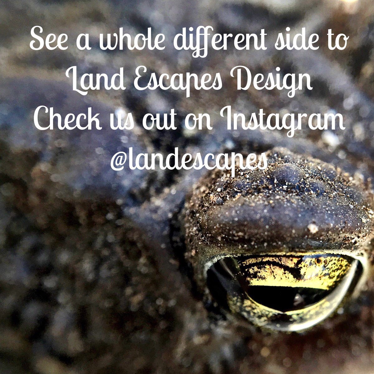 Trevscape's tweet photo. Come follow our season. #landscapedesign #boston #Instagram #yardandgarden https://t.co/lL79ZXiFdf