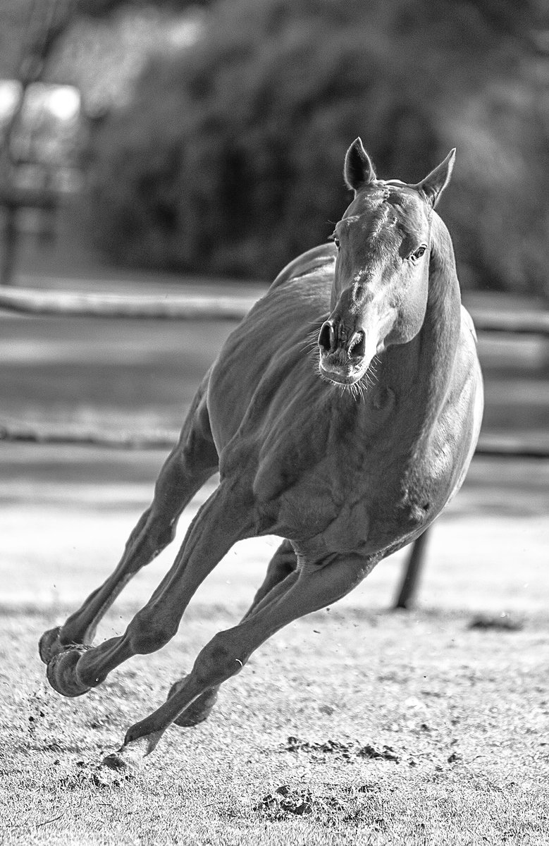 Machitos Newman, (Pigmea y M.Chelo) padrillo nuevo de <a href="/losmachitospolo/">Los Machitos Polo</a>
