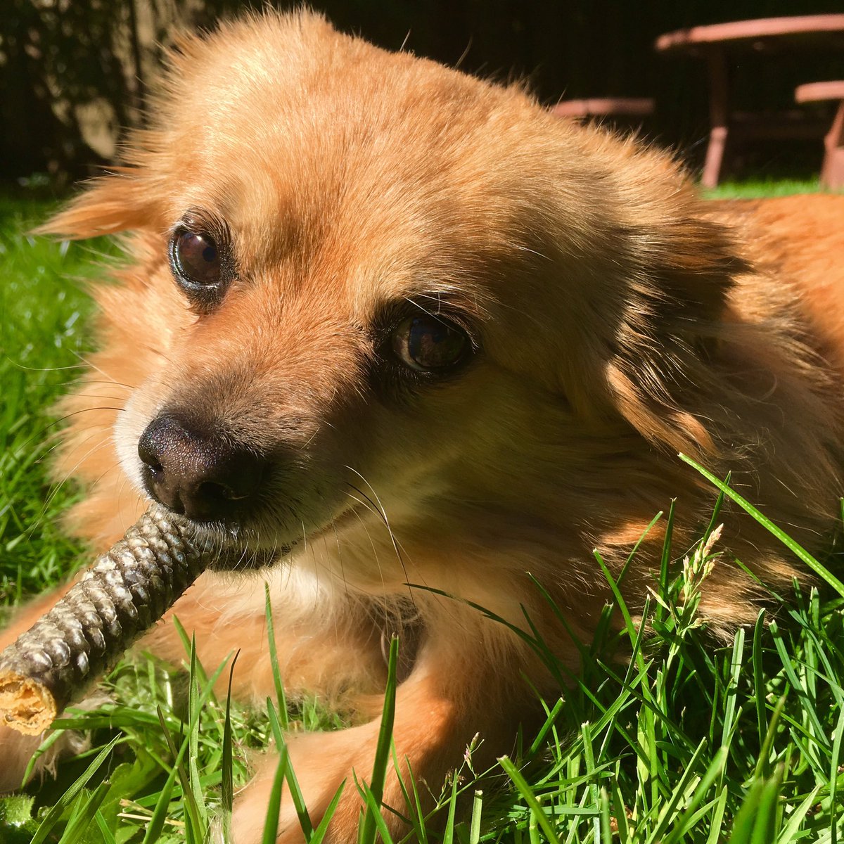 ShaneScottravis's tweet photo. FYI EVERYONE: Miho's treat has made her SO happy! #DogReport https://t.co/uHhsIfDehf