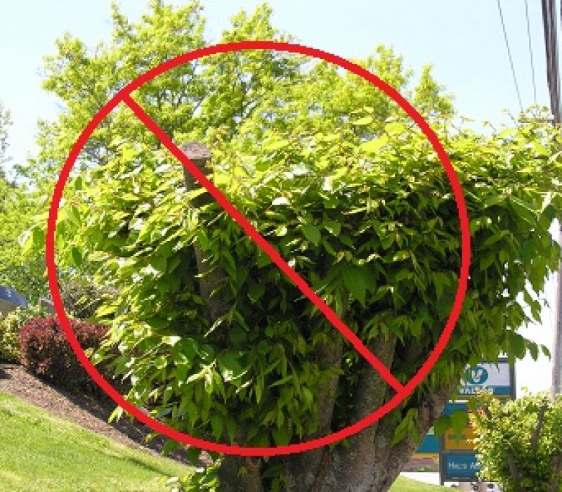 PDXTreeCare's tweet photo. Tree pruning is harder than it looks! 5 Pruning Mistakes to Avoid https://t.co/S9hFqHk1tp #ArborDay #treecare #diy https://t.co/J0BYPm9Jt5