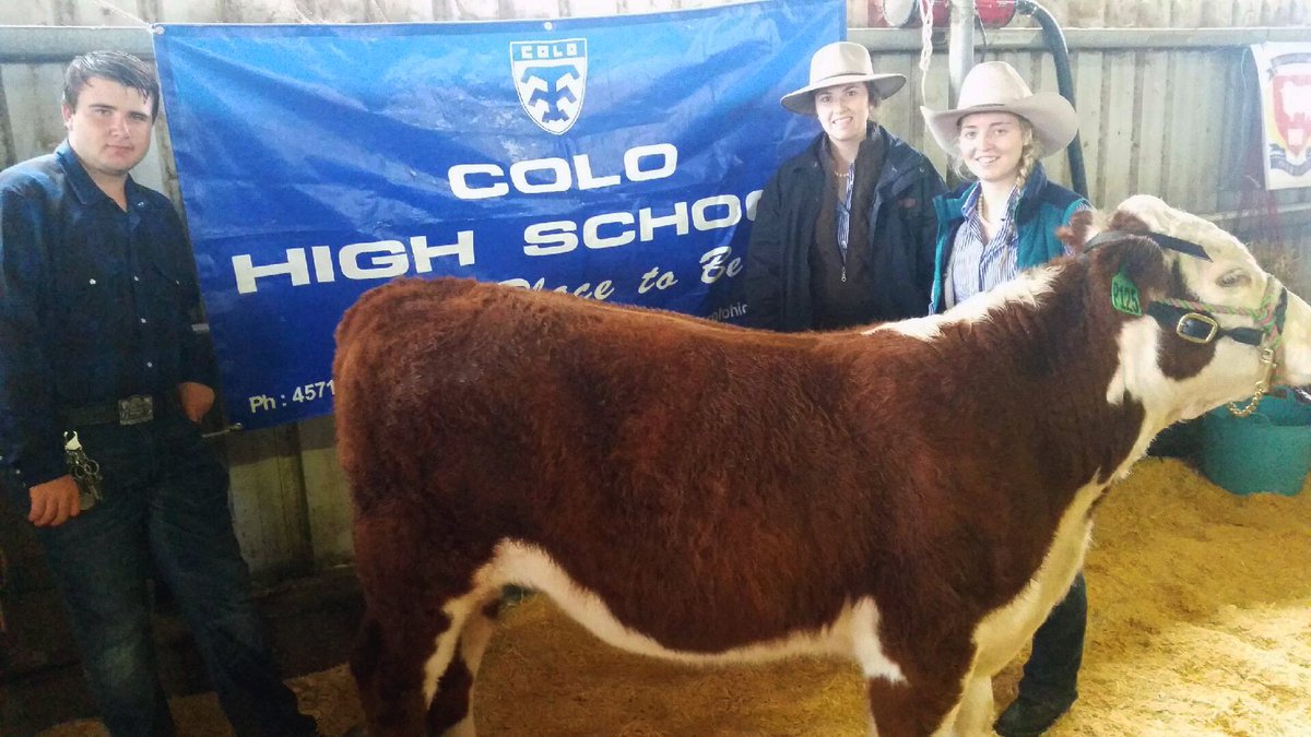 colohighschool's tweet photo. Despite wet conditions senior Ag students have prepared the steer perfectly for the Dubbo Show. Best of Luck!#gocolo https://t.co/UaiW0EjuQx