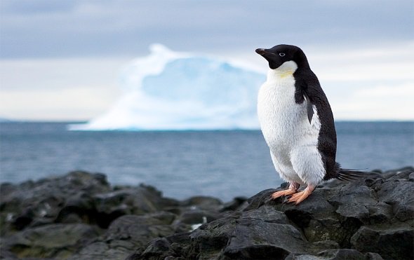 LeenScience's tweet photo. Pledge your support for 78 global science women science in Antarctica, our world need us!!! https://t.co/uxeG3BzNcF https://t.co/cHIGNP4PuM