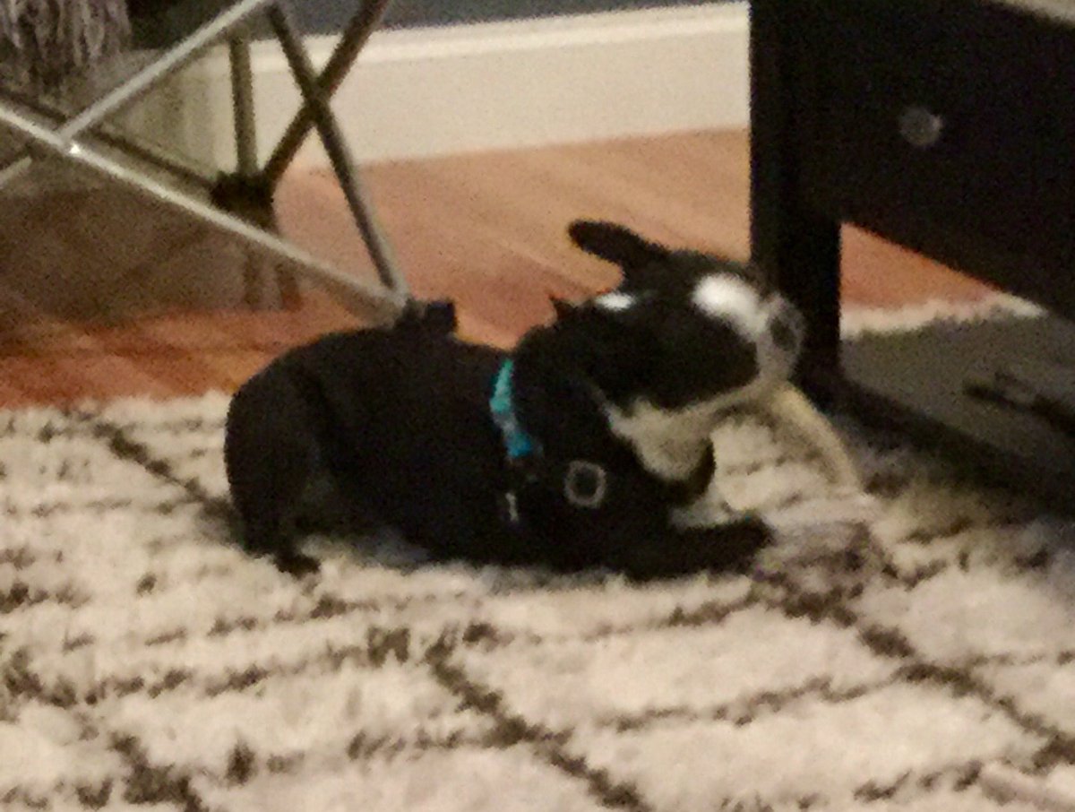 TheOGBT69's tweet photo. Goin' to town in the #BoneZone #seeYouatTheBottom #ThisAntlerIsMakingMeHorn https://t.co/7bw4TiXdzY