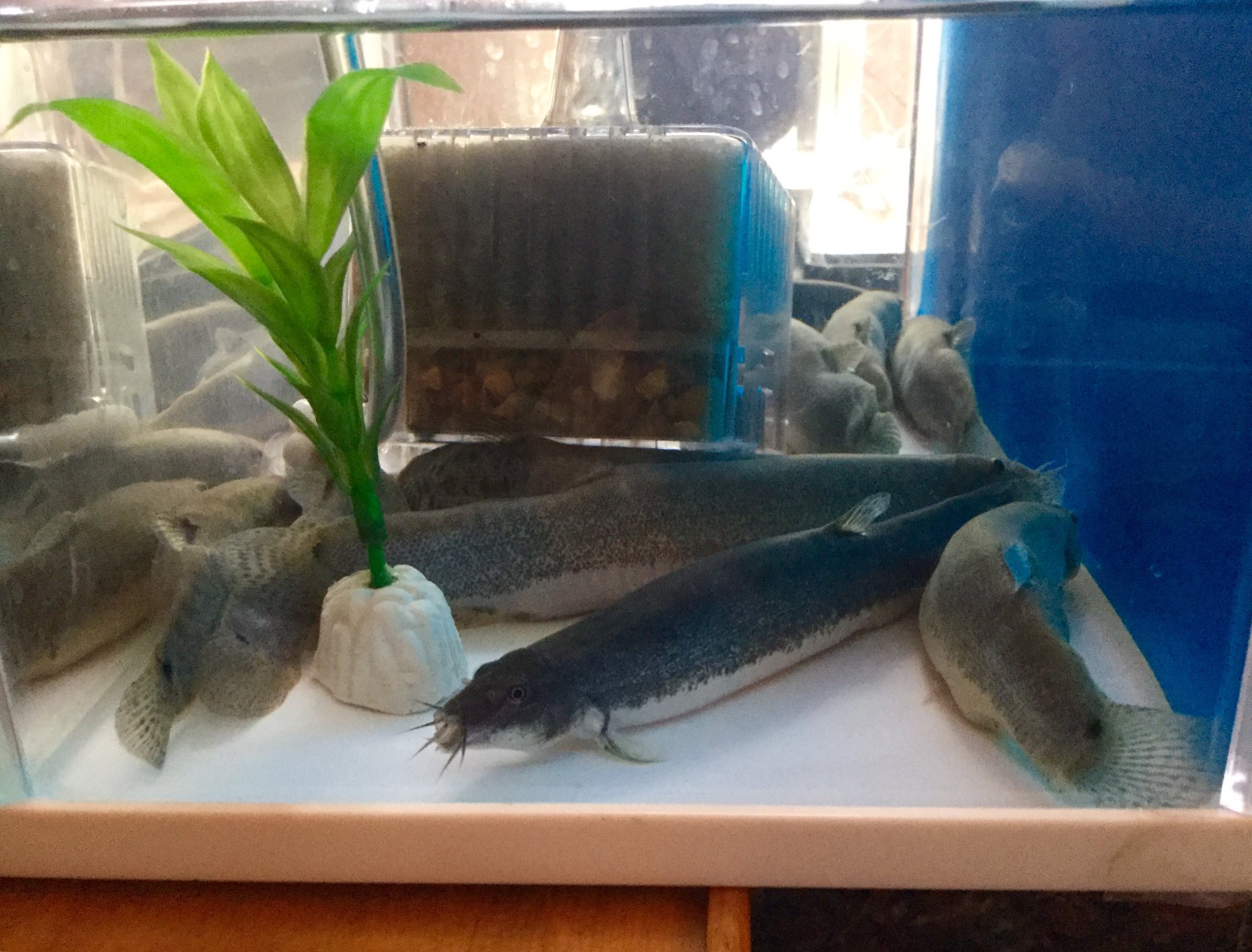 株 北日本新聞サービスセンターks福岡 営業所の近くにある 割烹 大根の花 さんの水槽に 大分県さんのドジョウが 沢山泳いでいます まるまると大きく 県内産と品種が違うそうです ジーッと見ていると愛くるしいな 福岡町 ドジョウ 大根の花 株 北日本新聞サービスセンターks福岡 営業所の近くにある 割烹 大根の花 さんの水槽に 大分県さんのドジョウが 沢山泳いでいます まるまると大きく 県内産と品種が違うそうです ジーッと見ていると愛くるしいな 福岡町 ドジョウ 大根の花