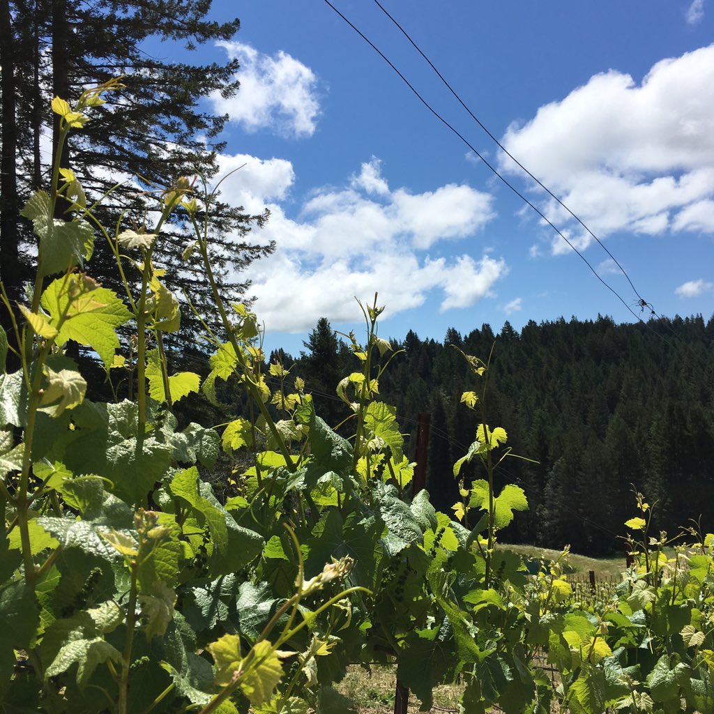 HeadHighWines's tweet photo. Re: the last tweet... #sonoma #wine #working #growing #soakitup https://t.co/Geo6Hufuel