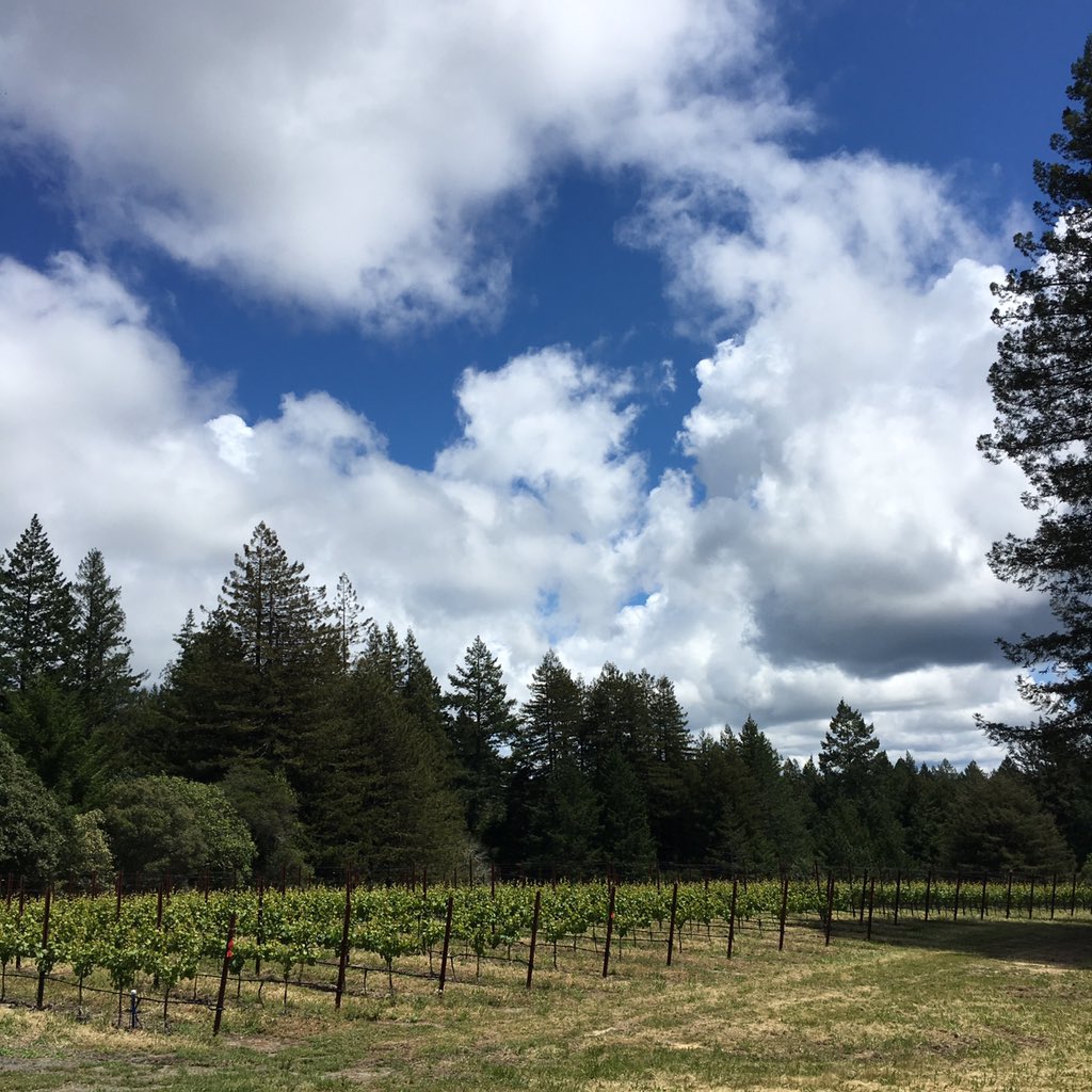 HeadHighWines's tweet photo. Re: the last tweet... #sonoma #wine #working #growing #soakitup https://t.co/Geo6Hufuel