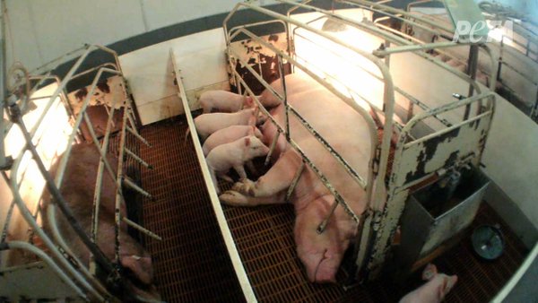 peta's tweet photo. They'll never feel sun on their faces, cuddle with mom, or taste fresh grass because they were born to be food. https://t.co/KzyVgGSusf