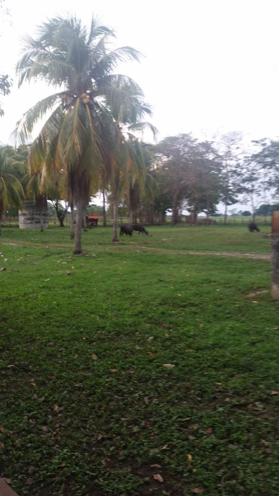 gabo_roa's tweet photo. #millanoesunparaiso #pedraza #barinas #venezuela https://t.co/6mjKBlLs5m