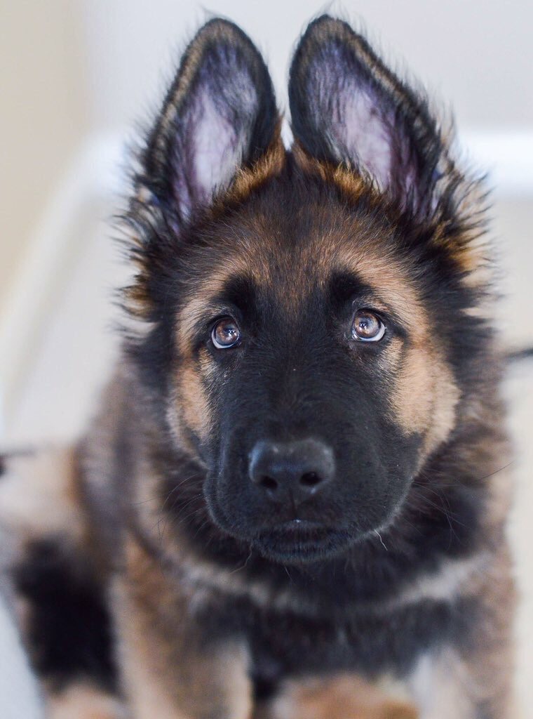 German Shepherds tweet media