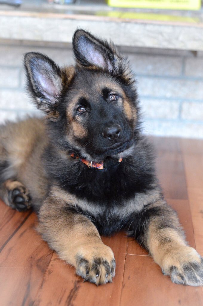 German Shepherds tweet media