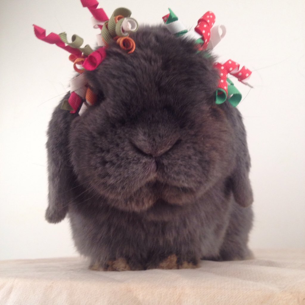 BunNoel's tweet photo. My new ribbons! #happyfriday #bunny #rabbit #cute #funny #pets https://t.co/8J2JHbxYKb