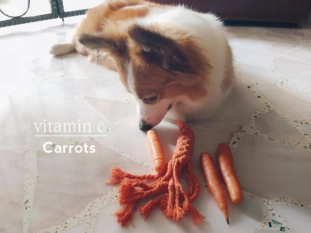 ninatsa's tweet photo. https://t.co/olZoPLxrFa Moma tried to confuse me with carrots but she carnots
Happy Saturday!
#corgi #corginatio… https://t.co/ZEgHU7NMKA