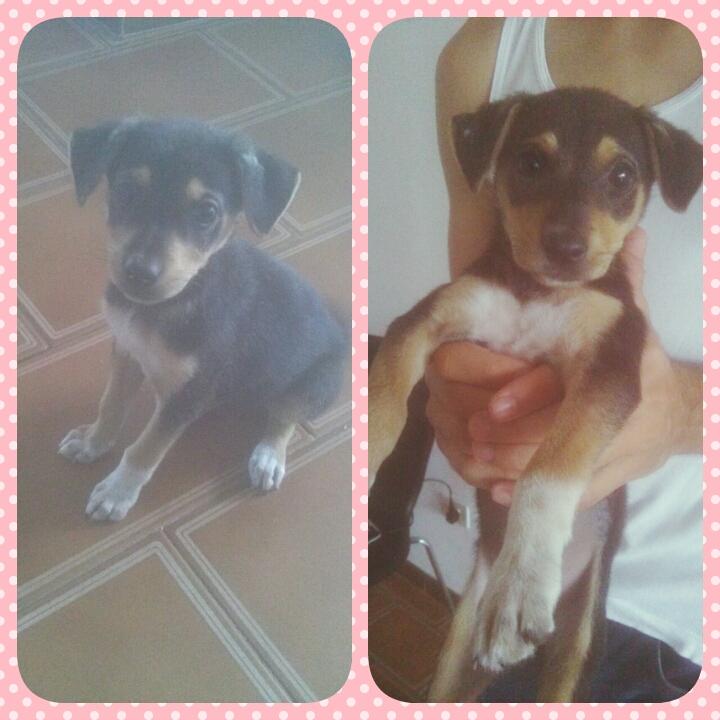 iralaceq's tweet photo. @TapasxPatas perrita rescatada #Valencia busca hogar!! Cariñosa y juguetona💕💞 por favor RT, GRACIAS😁 #SanCarlos https://t.co/jzefxS9Qdt
