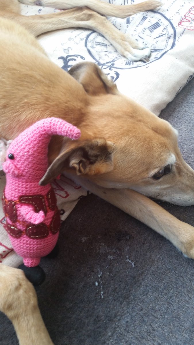 clanger_loves's tweet photo. #clanger giving the poorly greyhound lincoln cuddles 💖💖💖 https://t.co/TlmGoHXH4T