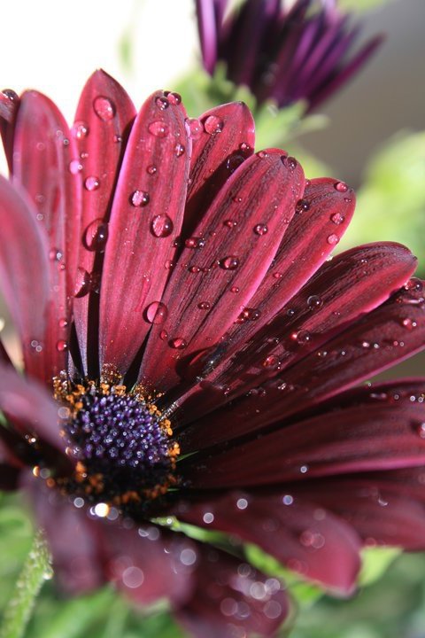 seasidereality's tweet image. #Gardening #LoveMyGarden #NeedTips I will be spending time in my garden this weekend, its small but i'm learning