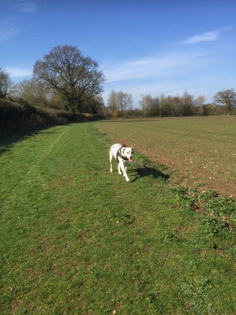 NFKsHiddenGems's tweet photo. Why Norfolk…Doggy tails https://t.co/wlcmmkCOGz https://t.co/muBHQ6cviH