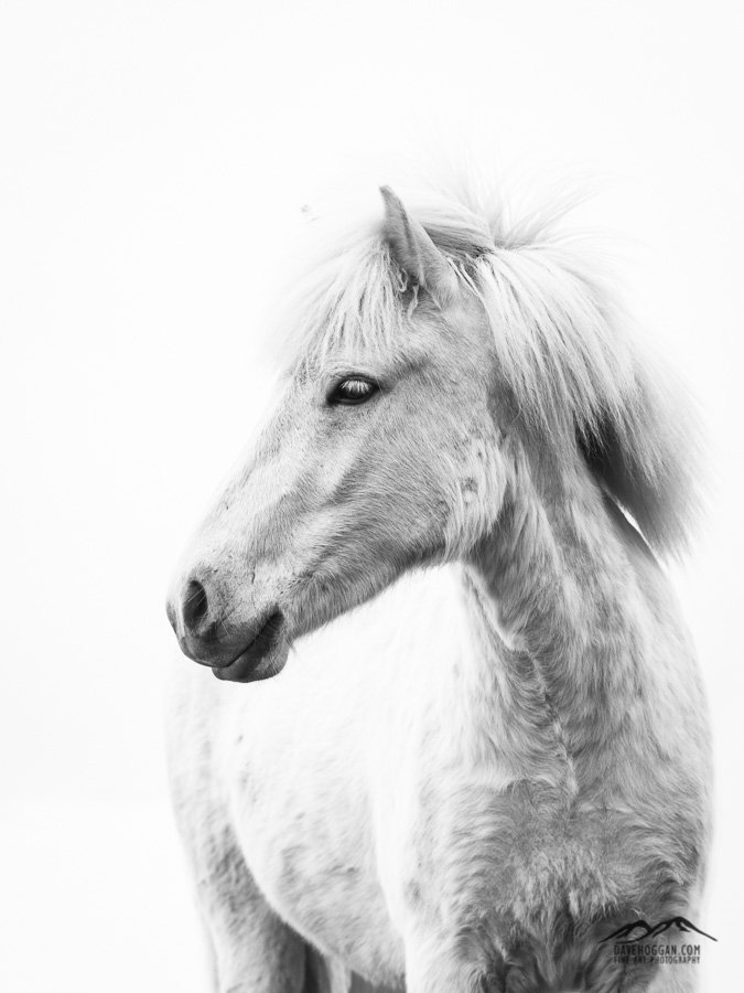 VeiledWorld's tweet photo. Another minimalism shot. 

#horse #minimalism #Iceland #wildlife

https://t.co/ARzEc4Cou7 https://t.co/WjyZ3b86MJ