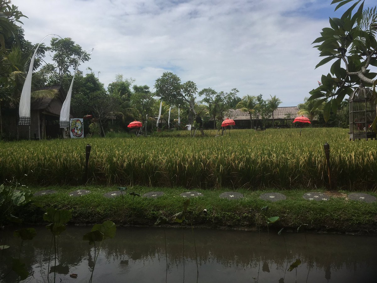 JanErikModigs's tweet photo. Jag har en fråga!
Vad gör man av snoret när man äter lunch på Bali? https://t.co/1gA0bftbyi