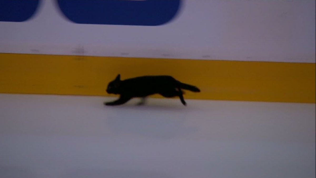 predators_fanly's tweet photo. Black cat roams the ice pregame #Predators  https://t.co/rR8UTBQVnd https://t.co/DtEAk7toEI