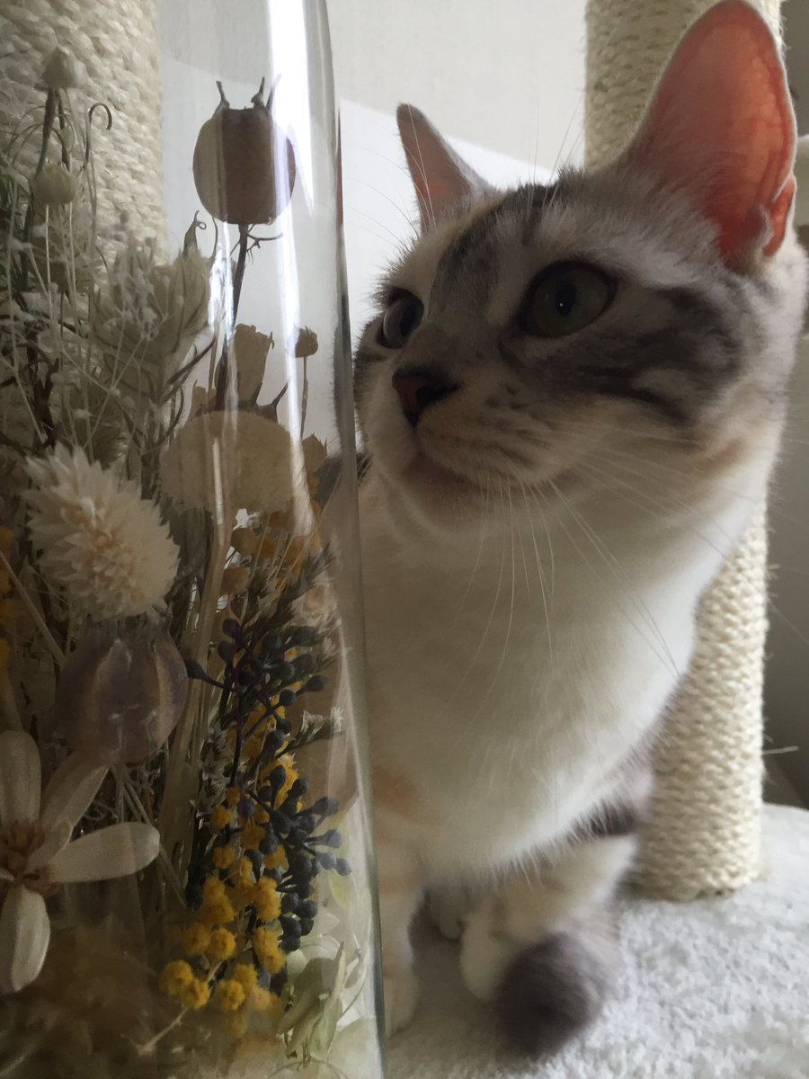 neko_nyamaru's tweet photo. なんにゃこれは?ほんのりいい匂いするにゃ😽 #猫 #ネコ #cat #マンチカン #lilaf #newoman https://t.co/izPrpXaPgw